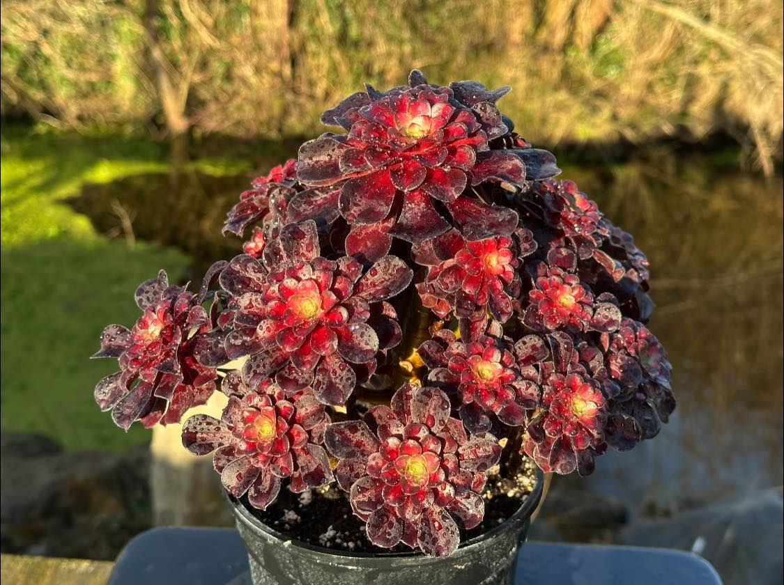 UNIQUE 1-RED SUN VARIEGATED