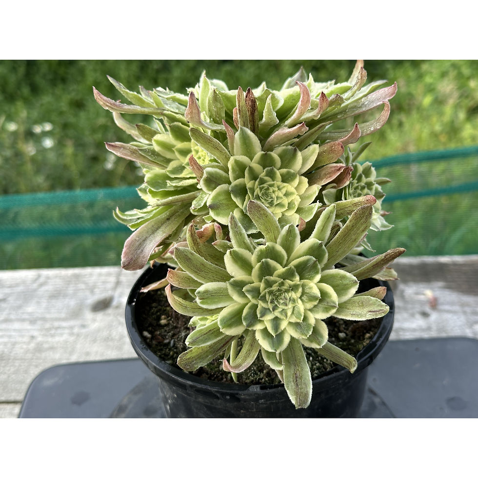 Thumbnail: AEONIUM-UNIQUE 6-GREEN APPLE VARIEGATED