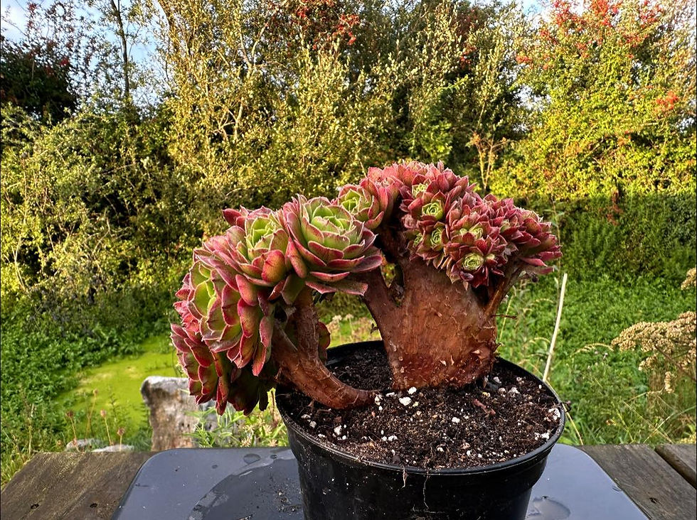 Thumbnail: AEONIUM-UNIQUE 22-HALLOWEEN MILK WHITE VARIEGATED CRESTED