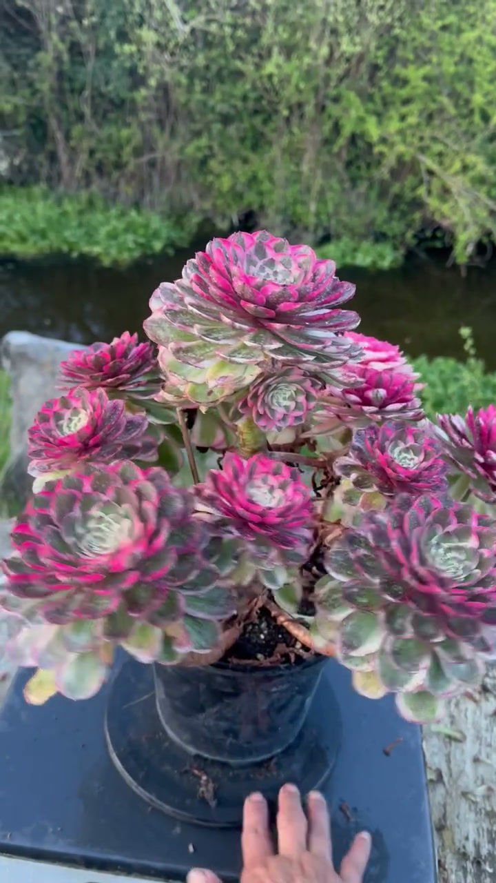 Thumbnail: AEONIUM-UNIQUE 2-DRAGON FRUIT VARIEGATED