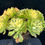 Thumbnail: AEONIUM-UNIQUE 27-CHRISTMAS VARIEGATED (HOLOSPATULATUM)