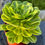 Thumbnail: AEONIUM-JADEITE GLASS VARIEGATED (MANBACH MIDDLE)-S