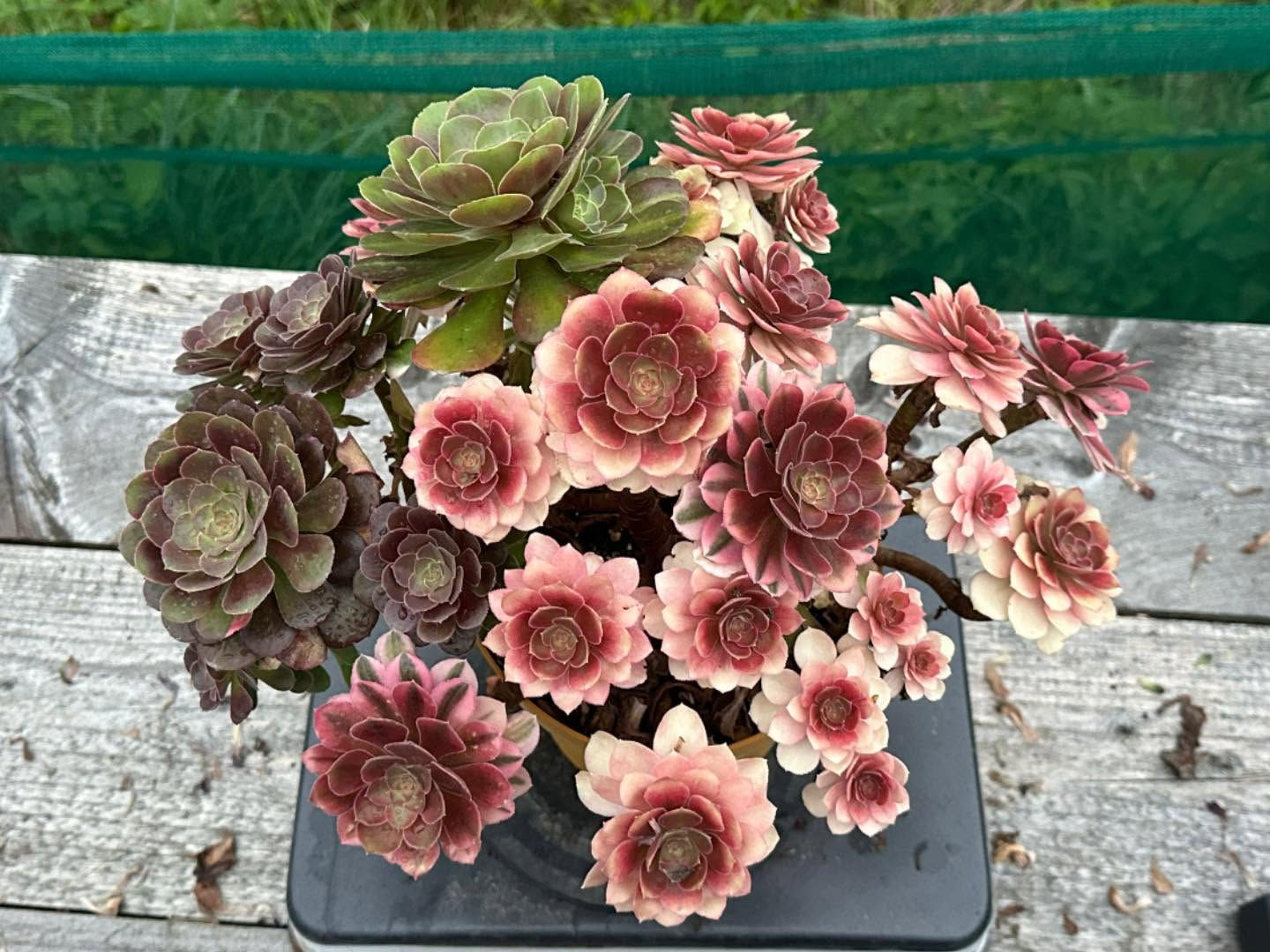 AEONIUM-UNIQUE 84-LOKI VARIEGATED