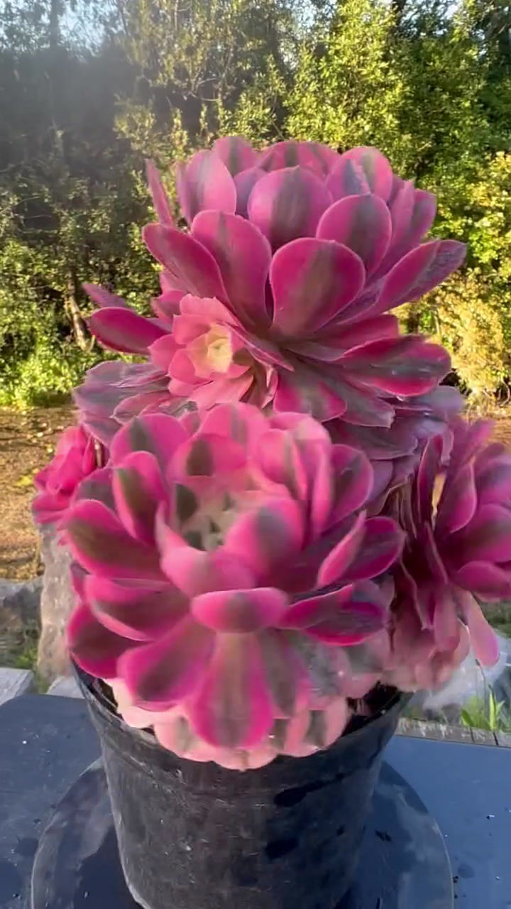 Thumbnail: AEONIUM-PINK WITCH VARIEGATED-M