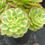 Thumbnail: AEONIUM-YUNHE VARIEGATED-M