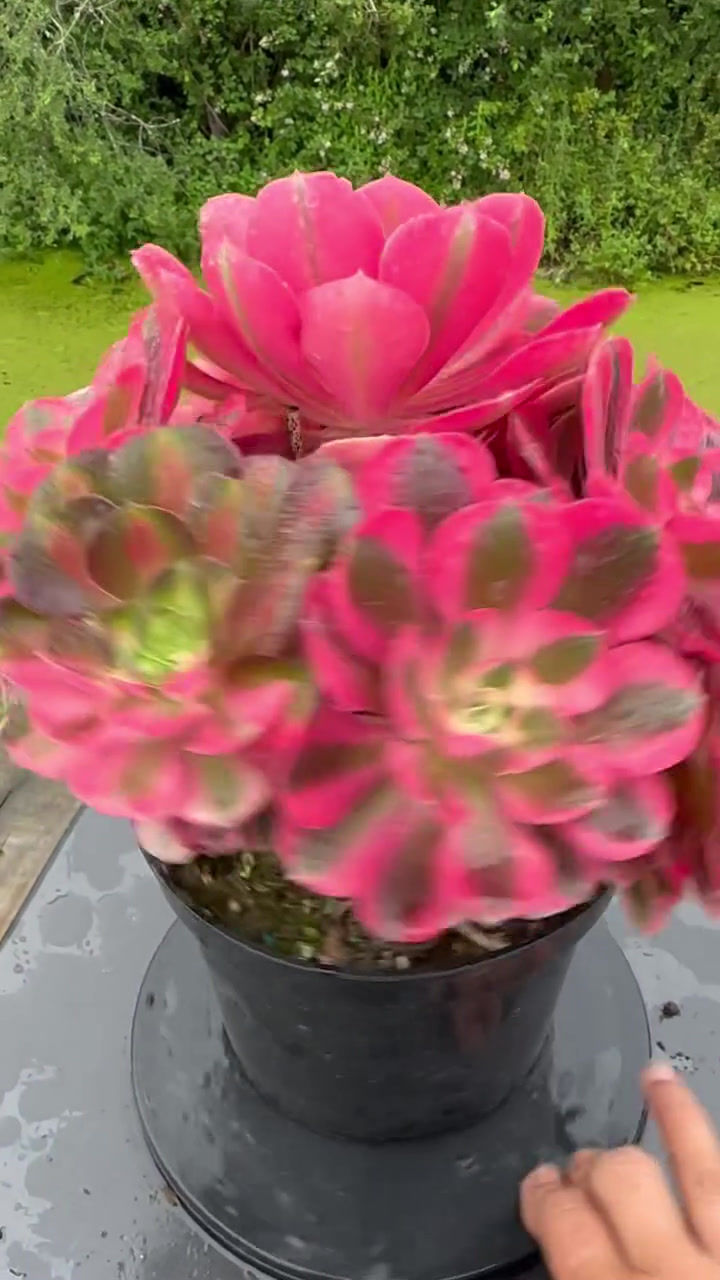 Thumbnail: AEONIUM-UNIQUE 74-PINK WITCH VARIEGATED