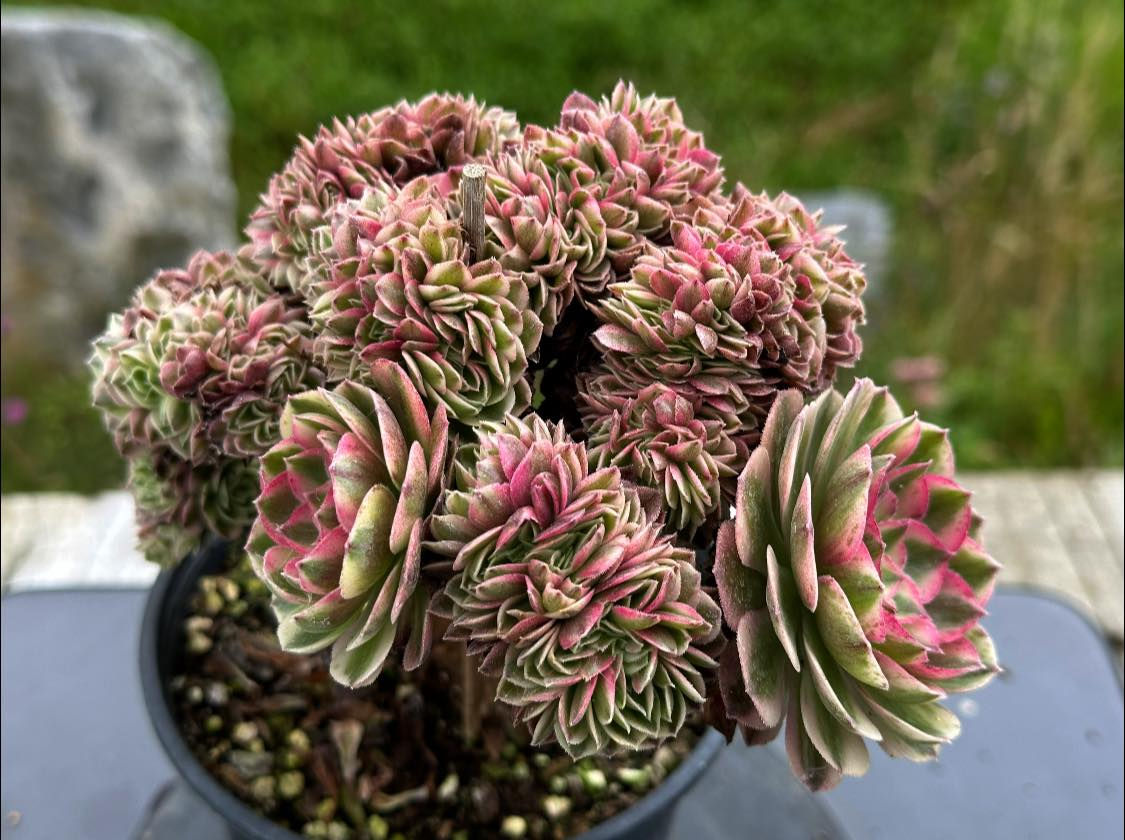 AEONIUM-UNIQUE 8-HALLOWEEN WHITE VARIEGATED CRESTED