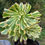 Thumbnail: AEONIUM-UNIQUE 9-STARRY SKY VARIEGATED