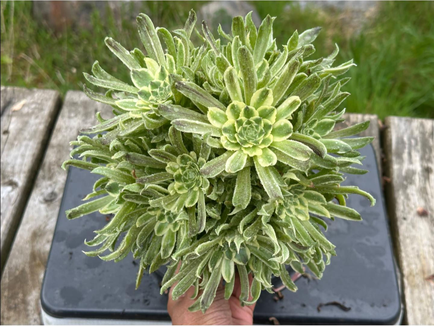 AEONIUM-UNIQUE 4-GREEN APPLE VARIEGATED