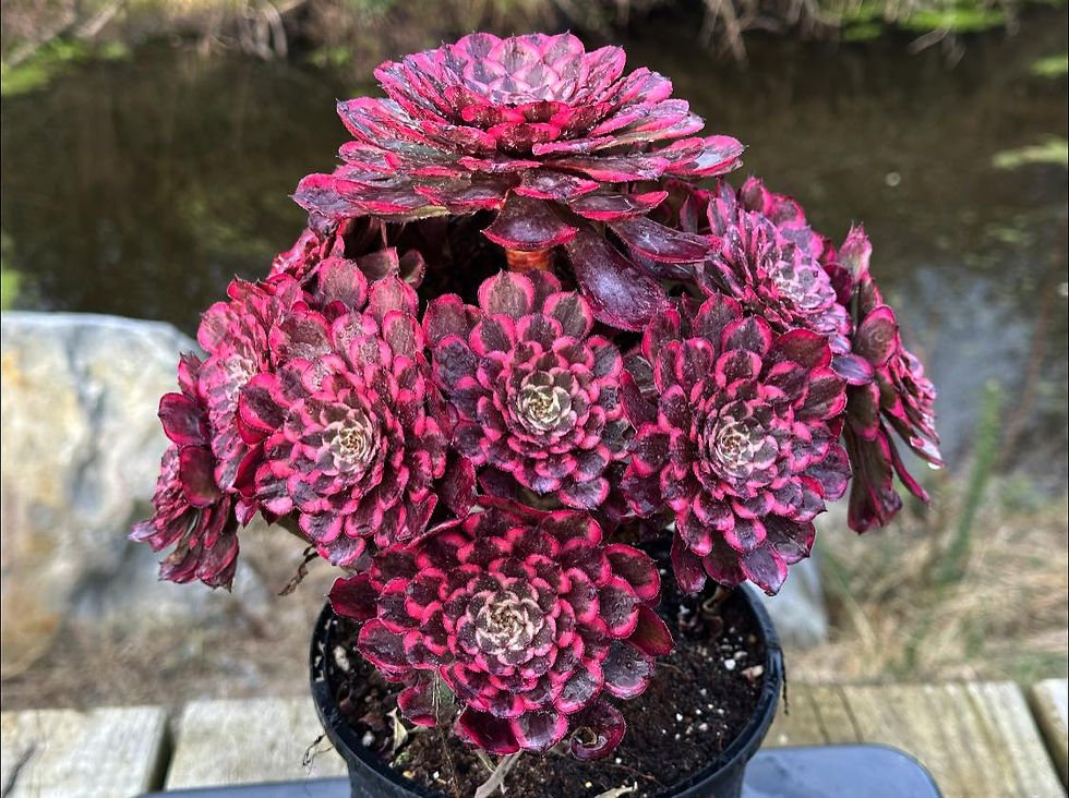 Thumbnail: UNIQUE 9-PINK KINGKONG VARIEGATED