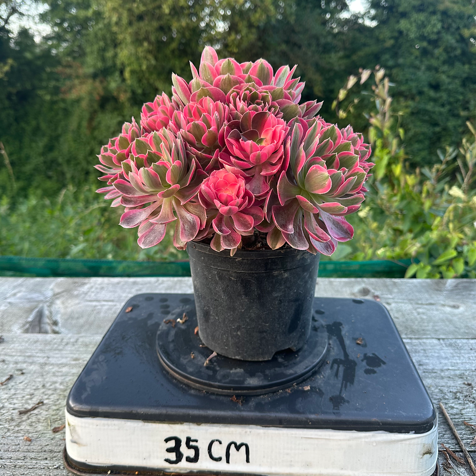 Thumbnail: AEONIUM-UNIQUE 2-BLOOM TIME (HUAYANGNIANHUA) VARIEGATED