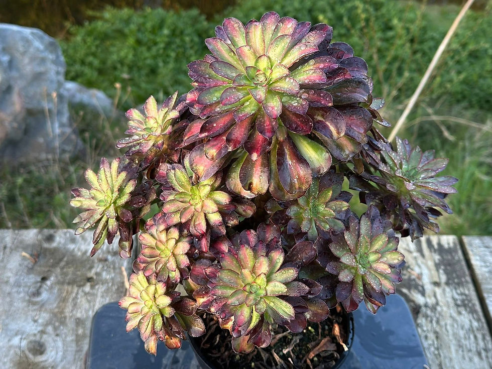 Thumbnail: AEONIUM-UNIQUE 24-CHARM VARIEGATED