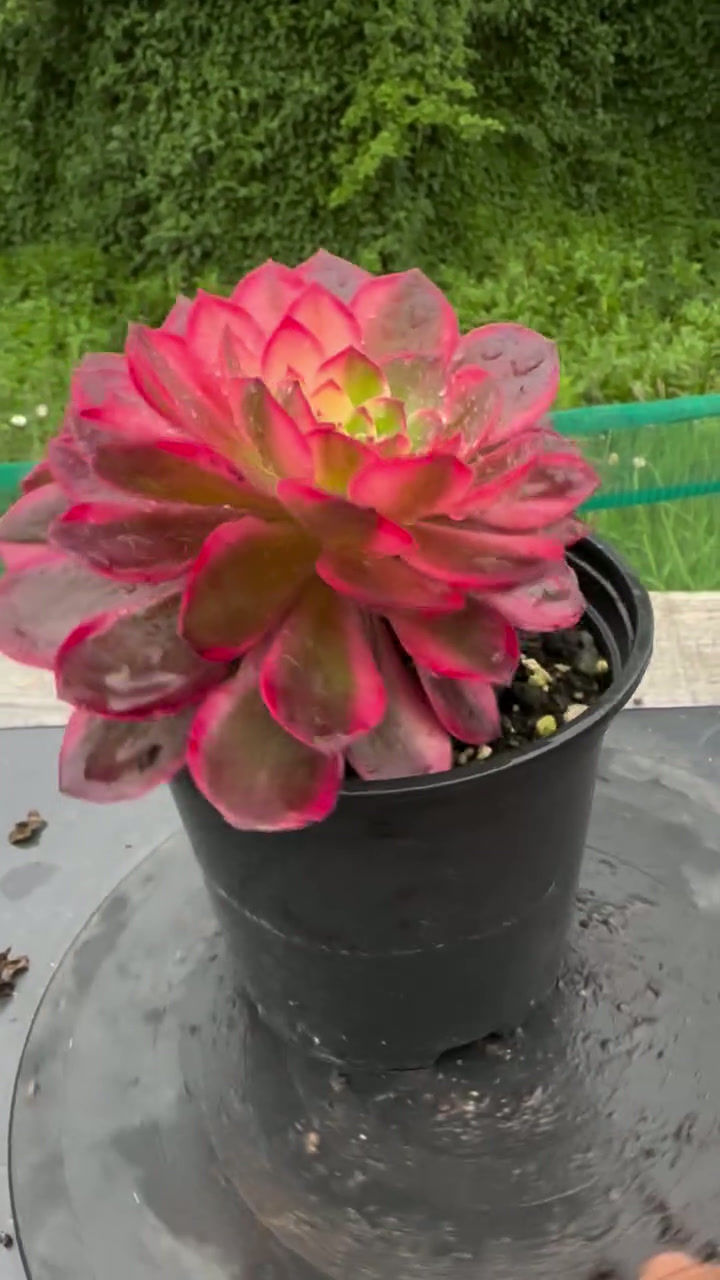 Thumbnail: AEONIUM-BLACK DEVIL VARIEGATED-S