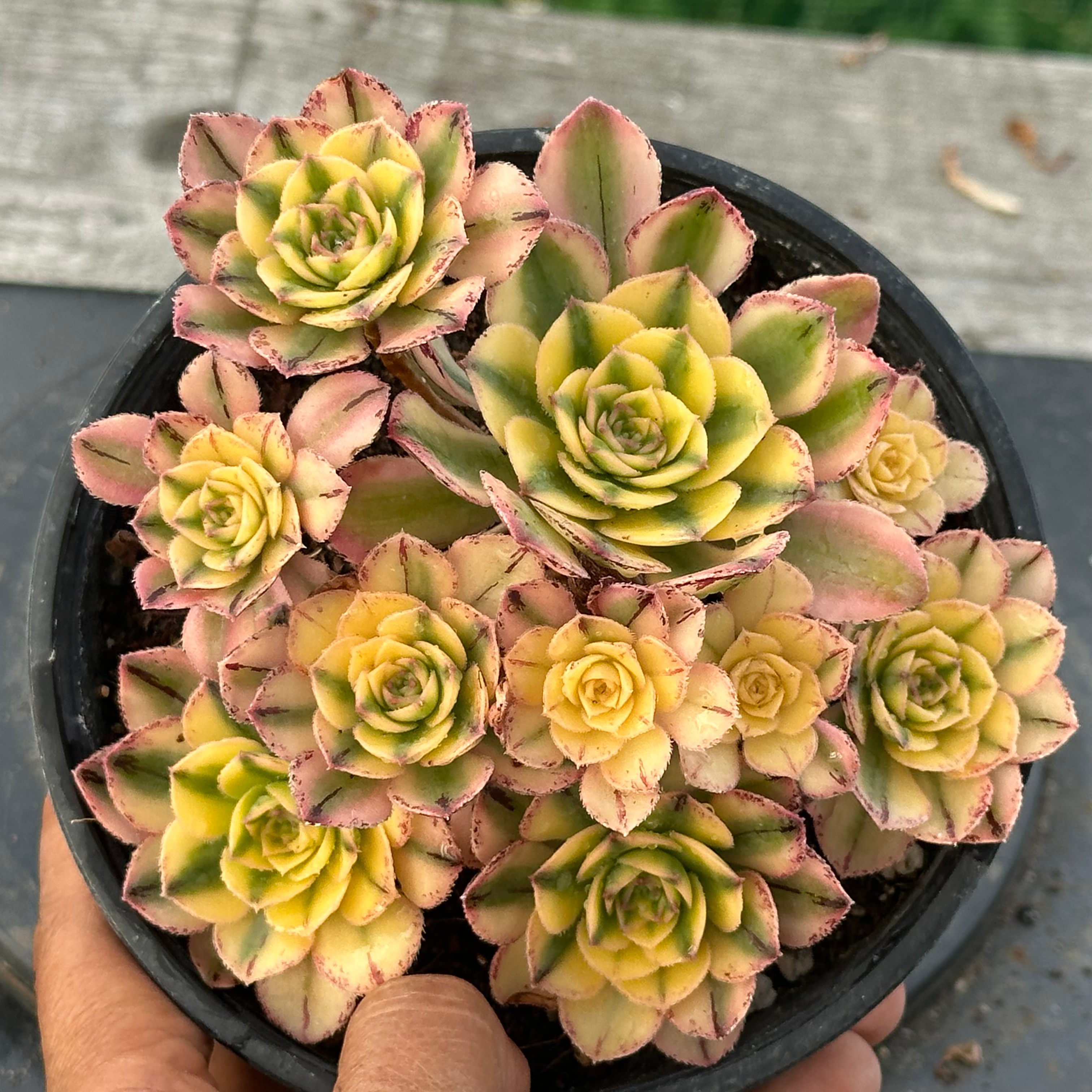 22 ON SALE-AEONIUM-UNIQUE 21-SUN GOD VARIEGATED