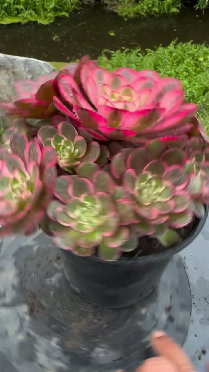 Thumbnail: 13 ON SALE-AEONIUM-UNIQUE 16-NIGHT BANQUET VARIEGATED