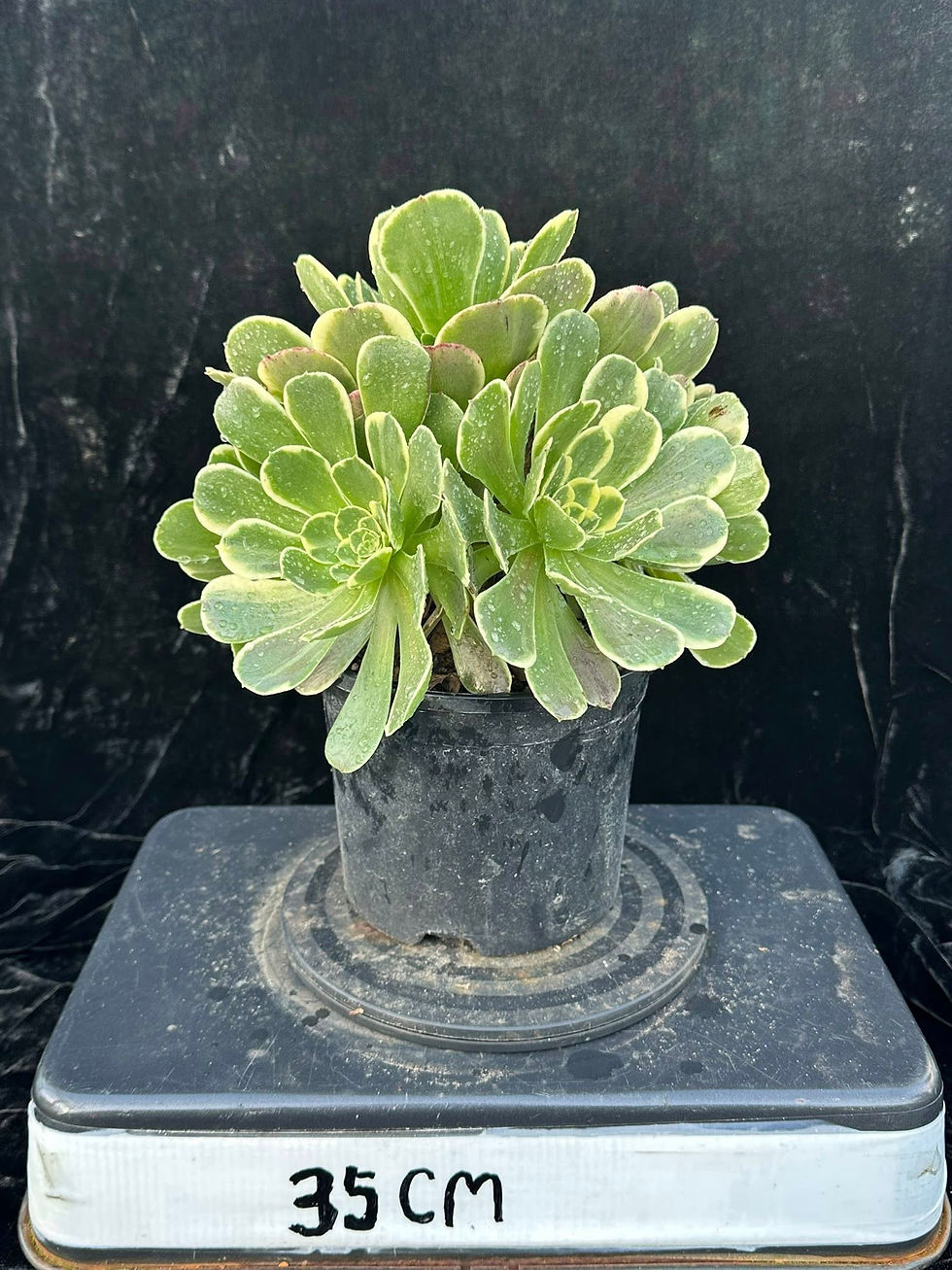 Thumbnail: AEONIUM-UNIQUE 8-CINDERALLA VARIEGATED