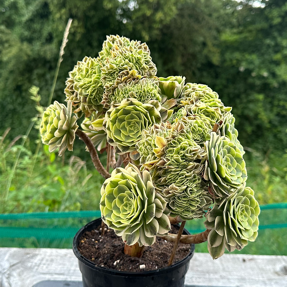 Thumbnail: AEONIUM-UNIQUE 37-GREEN MEDUSA VARIEGATED