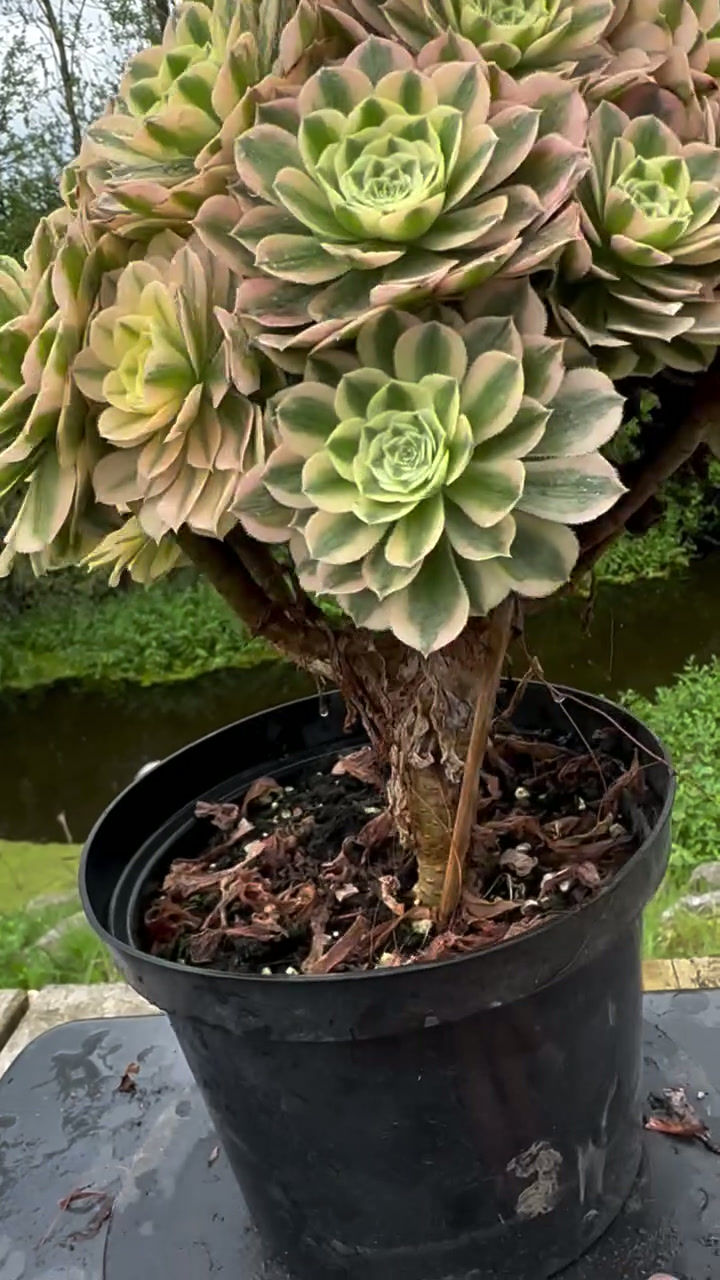 Thumbnail: 11 ON SALE-AEONIUM-UNIQUE 19-YANNING VARIEGATED