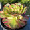 Thumbnail: AEONIUM-HALLOWEEN WHITE VARIEGATED-S