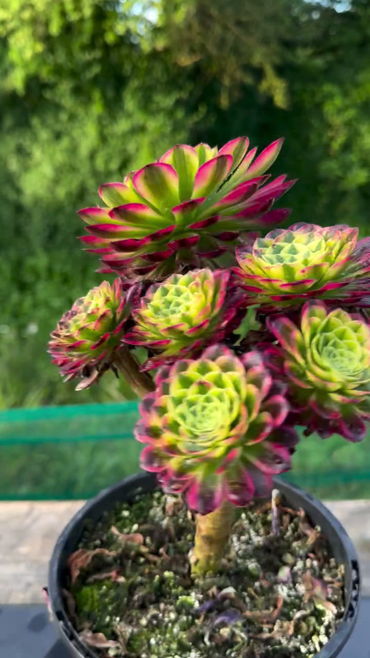 Thumbnail: AEONIUM-UNIQUE 8-WHITE ROSE VARIEGATED
