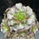 Thumbnail: 2 ON SALE-AEONIUM-UNIQUE 9-CHANEL BIG BANG VARIEGATED
