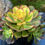 Thumbnail: AEONIUM-UNIQUE 7-BLUSHING BEAUTY RAINBOW VARIEGATED