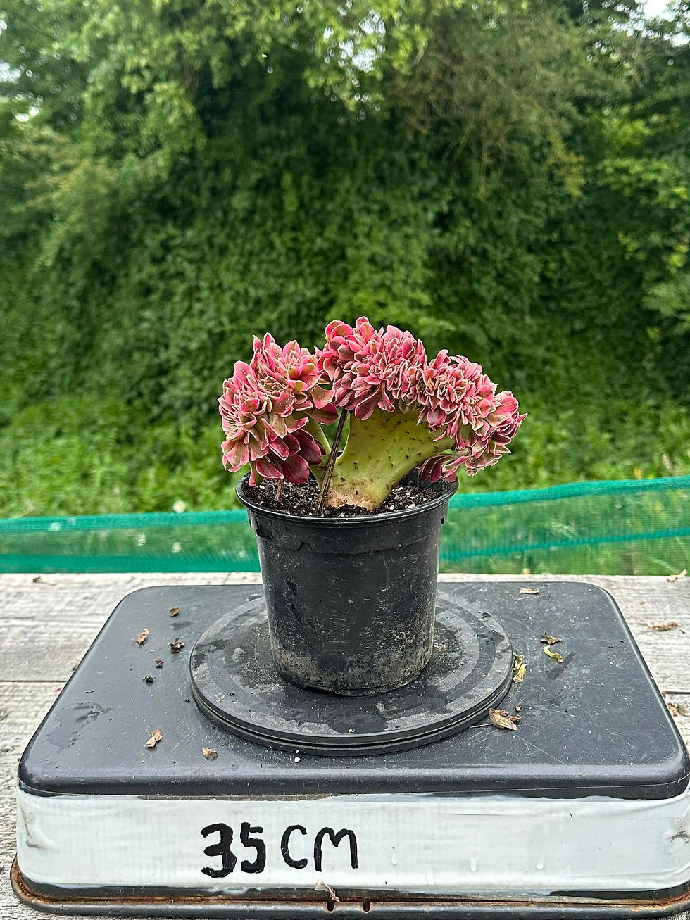 Thumbnail: AEONIUM-UNIQUE 106-PINK WITCH VARIEGATED CRESTED