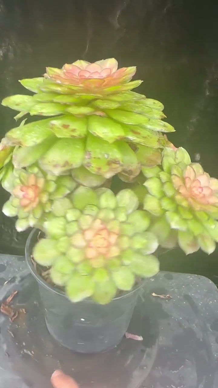 Thumbnail: AEONIUM-UNIQUE 4-CLEAR STREAMS HALLOWEEN VARIEGATED (LIGHT AND SHADOW)