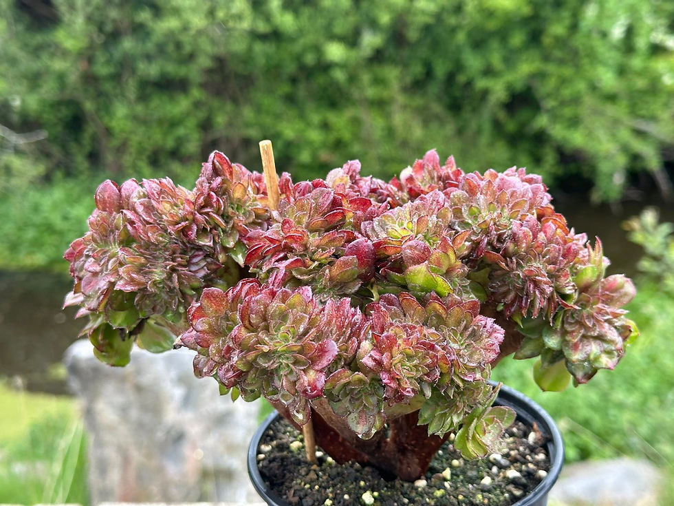 Thumbnail: AEONIUM-UNIQUE 12-HALLOWEEN MIDDLE VARIEGATED (MATCHA CAKE) CRESTED