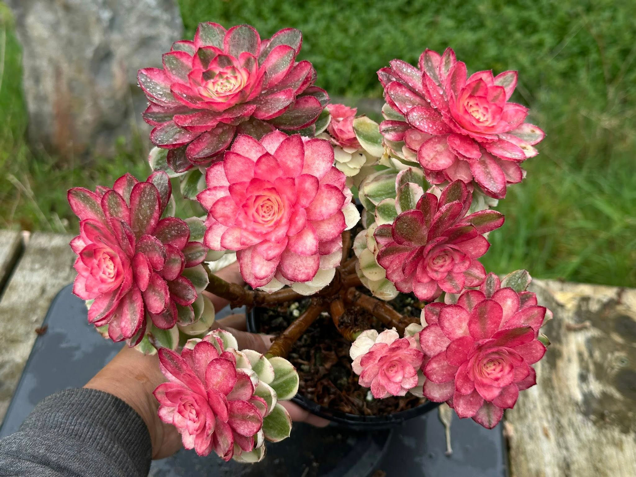 11 ON SALE-AEONIUM-UNIQUE 8-SEA GOD VARIEGATED
