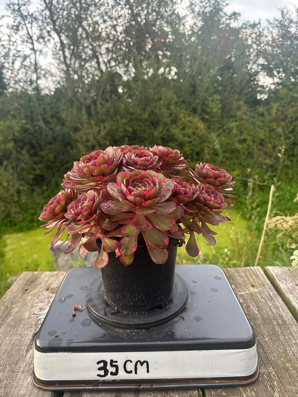 Thumbnail: AEONIUM-UNIQUE 11-NIGHT BANQUET VARIEGATED
