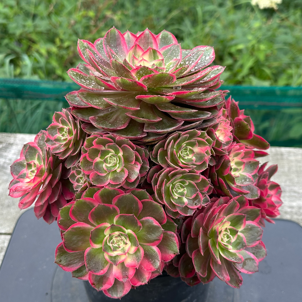 Thumbnail: AEONIUM-UNIQUE 1-LUNAR CORONA VARIEGATED