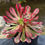 Thumbnail: AEONIUM-JIYUE VARIEGATED VARIEGATED-S