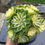 Thumbnail: AEONIUM-UNIQUE 17-YANNING VARIEGATED