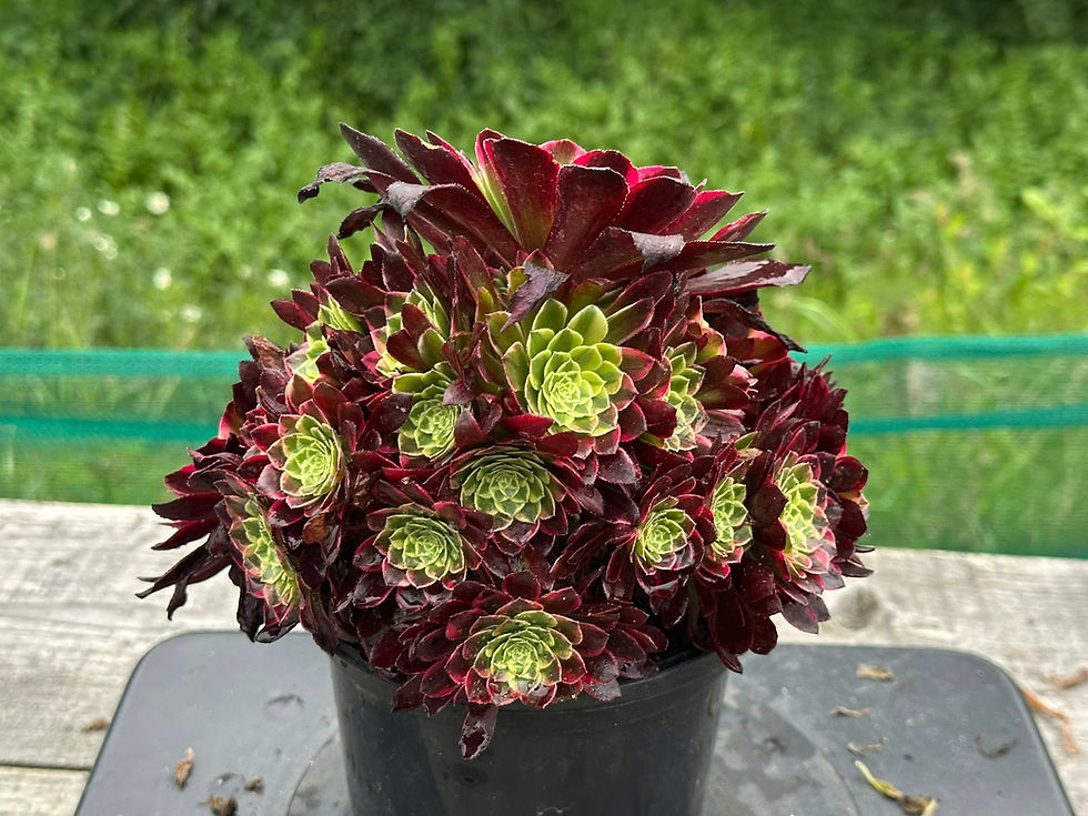 Thumbnail: AEONIUM-UNIQUE 18-SUNRISE VARIEGATED