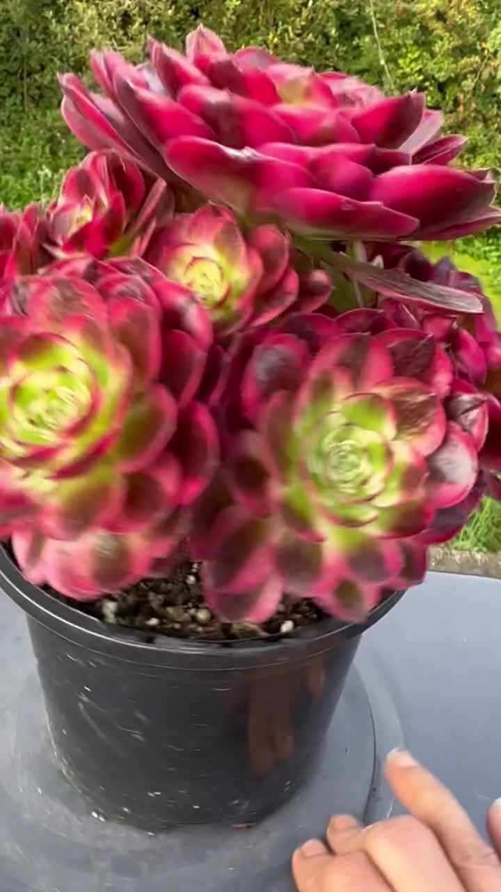 Thumbnail: AEONIUM-UNIQUE 2-HONGYUN VARIEGATED