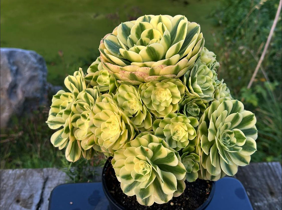 Thumbnail: AEONIUM-UNIQUE 5-SINYA VARIEGATED