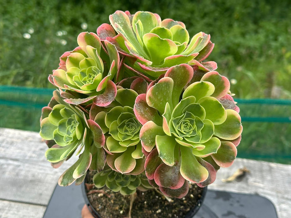 Thumbnail: 16 ON SALE-AEONIUM-UNIQUE 15-TESLA VARIEGATED
