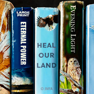 A Painting of 7 book spines with bird of prey as the topics such as owls and eagles. Colors are primary blues, greens, white and light brown.