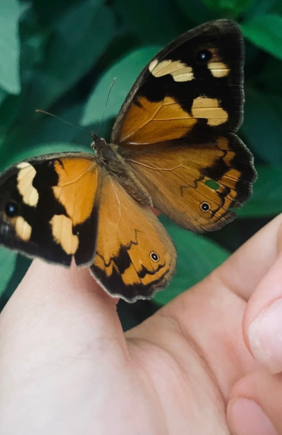 butterfly-eartha-davis-photo.jpeg