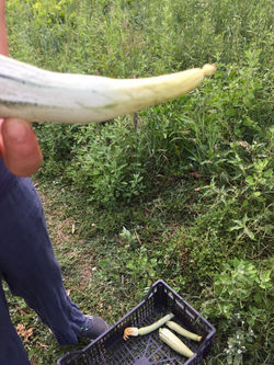 Zucchino?