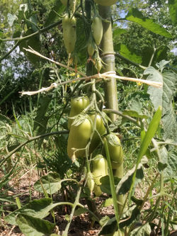 I primi pomodori