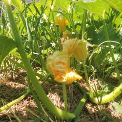 Foresta di zucca con fiori