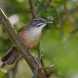 Best place to birdwatching in Rainforest with tours and lodge in Rio de Janeiro Brazil