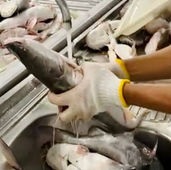 Amapá faz mapeamento do setor pesqueiro e seus principais gargalos