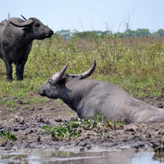 RESERVA AMEAÇADA: há 15 anos MPF tenta salvar Piratuba do impacto dos búfalos