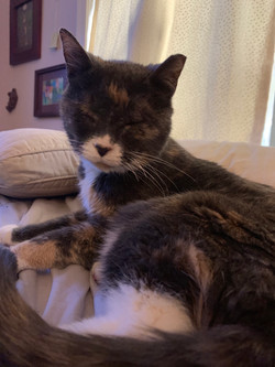 Can Cats Get Colon Cancer
