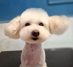 poodle cara a tijera