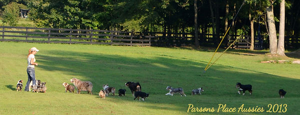 me and the dogs 2013 2_edited.jpg