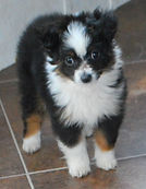 puppy pics 089.jpg